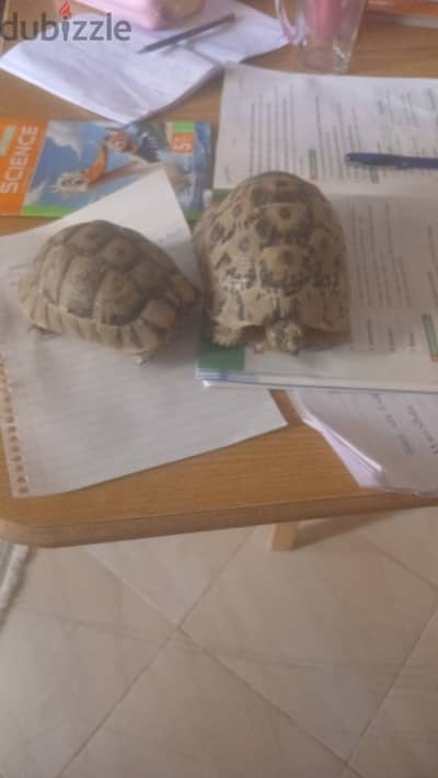 ٢سلحفاة واحده صحراوي ذكر  والكبيرة يوناني زراعة انثى   بحاله ممتازه