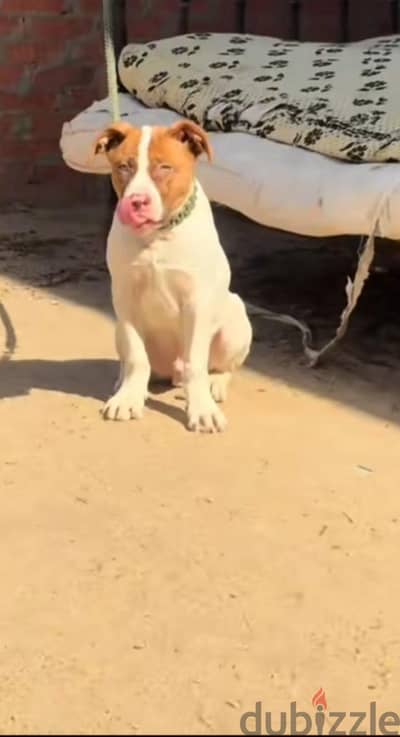 ميت غمر