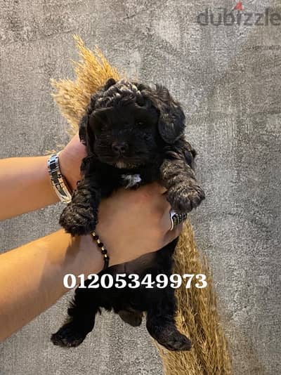 Multipo puppy