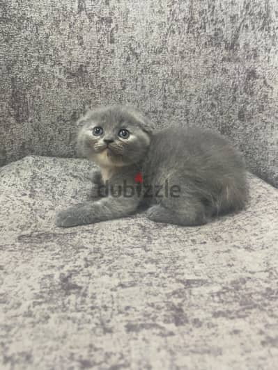 Scottish kittens-cat