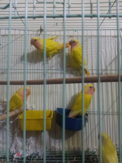 ٥ شباب روز أوبلاين ريد حجم ولون