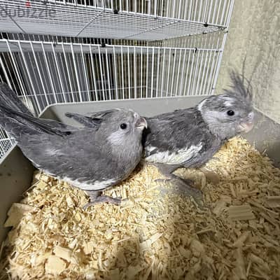 زغاليل كوكتيل فرنساوي سبلت البينو تاكيل يدوي