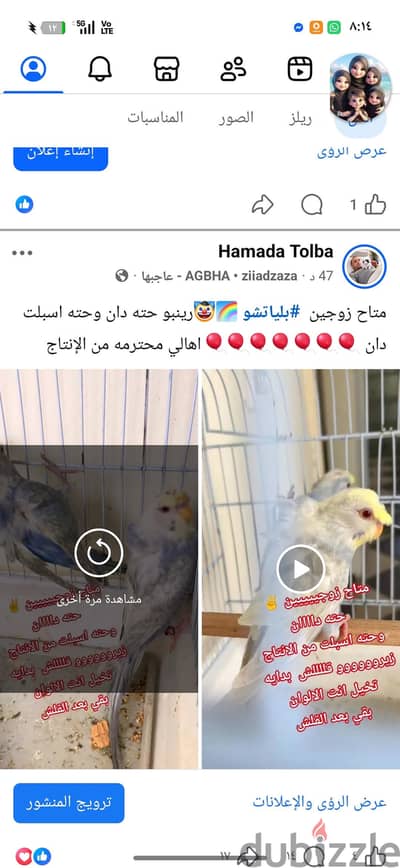 زوج ده مصارلوا رينبو بلياتشو