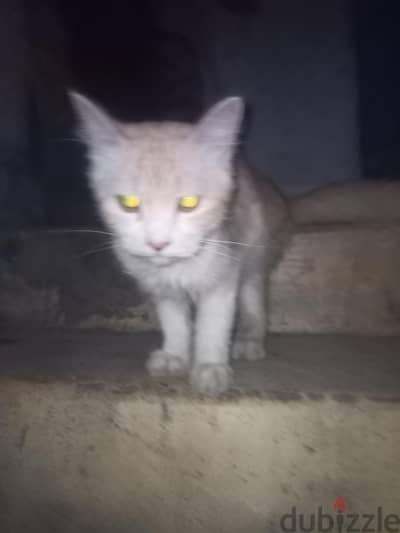 سيدي بشر الاسكندريه