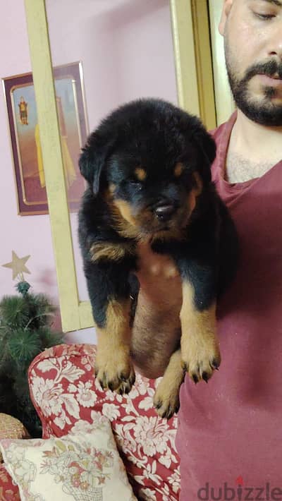 Rottweiler puppy