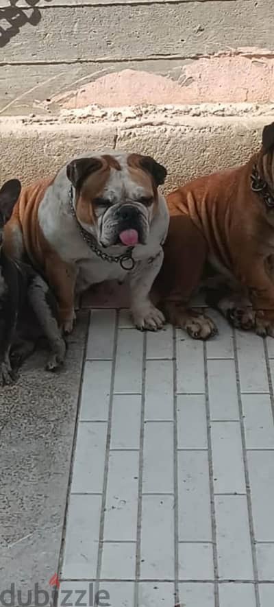 English bulldog for sale