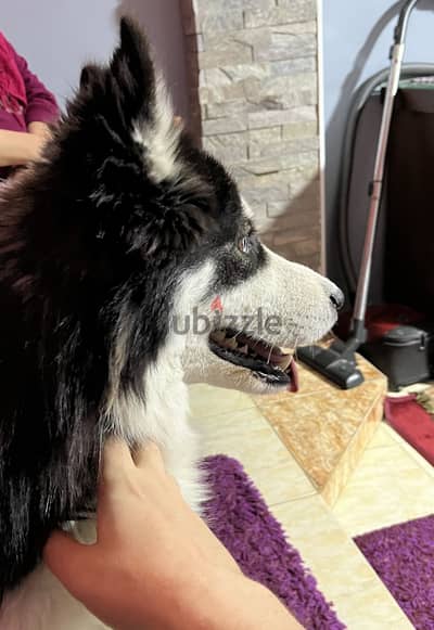 Siberian Husky