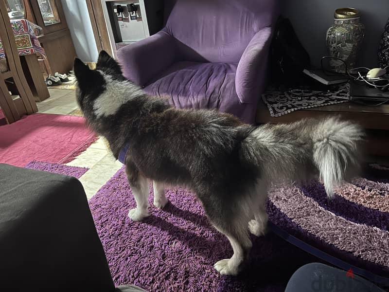 Siberian Husky 1