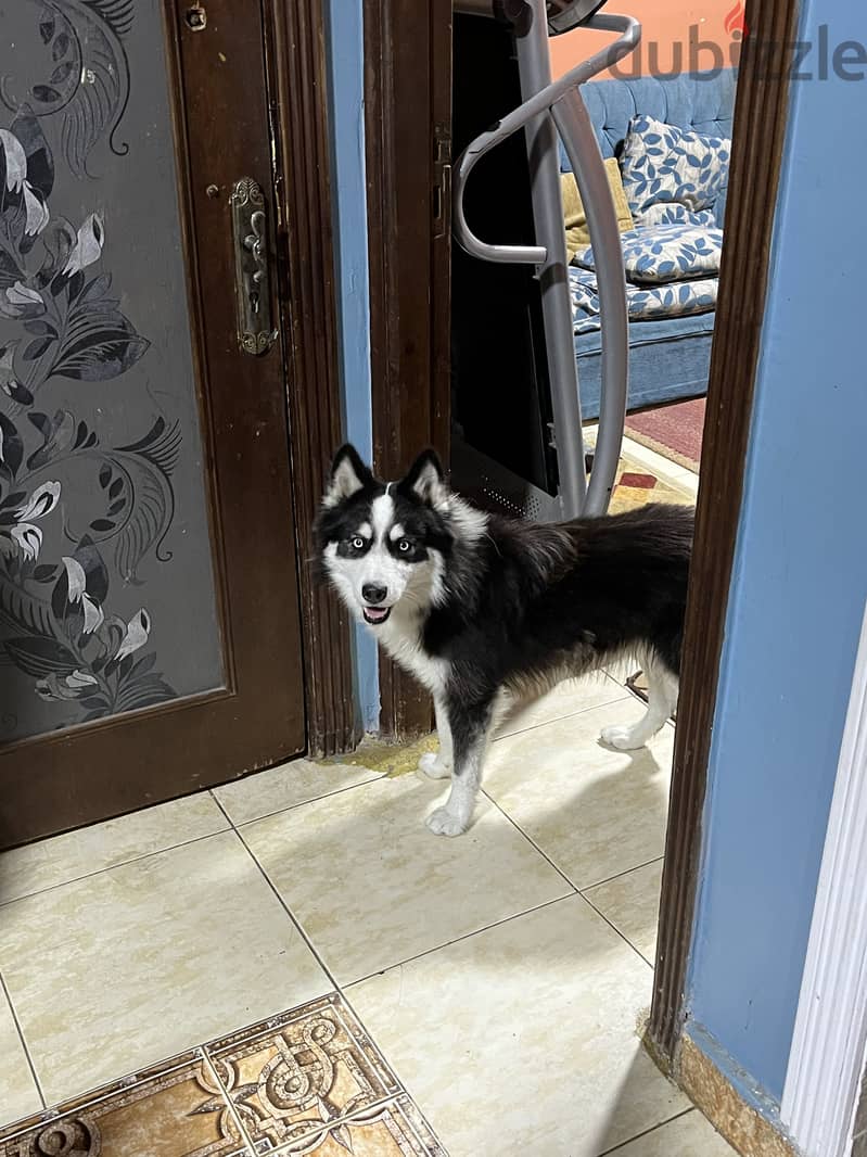 Siberian Husky 3