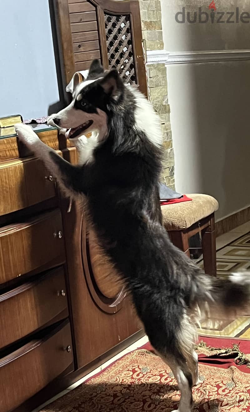 Siberian Husky 4