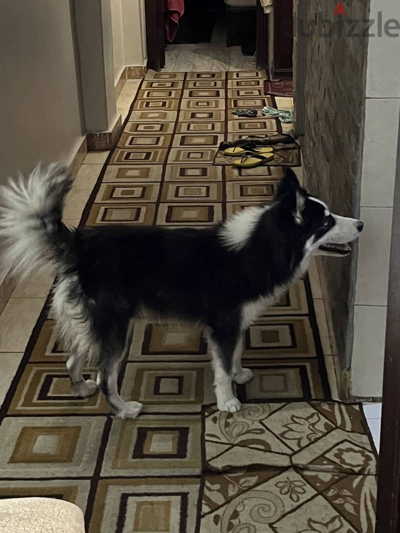 Siberian Husky 5
