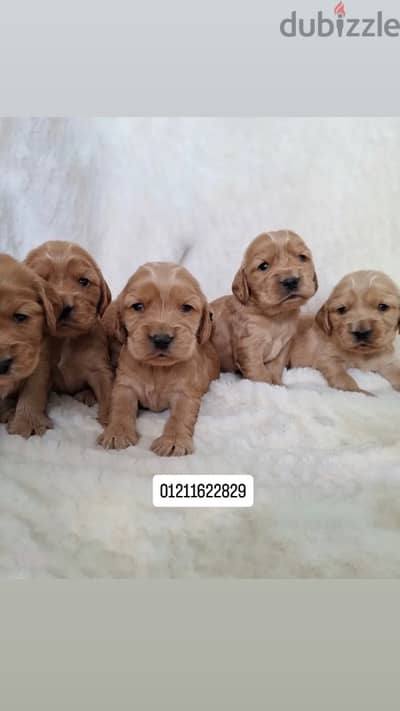 cocker spaniel puppies اجمل جراوي كوكر