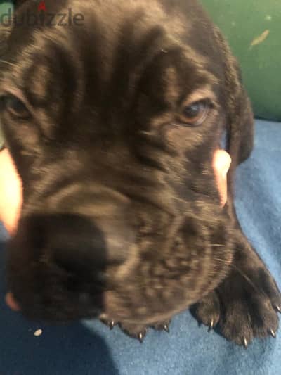 Cane corso