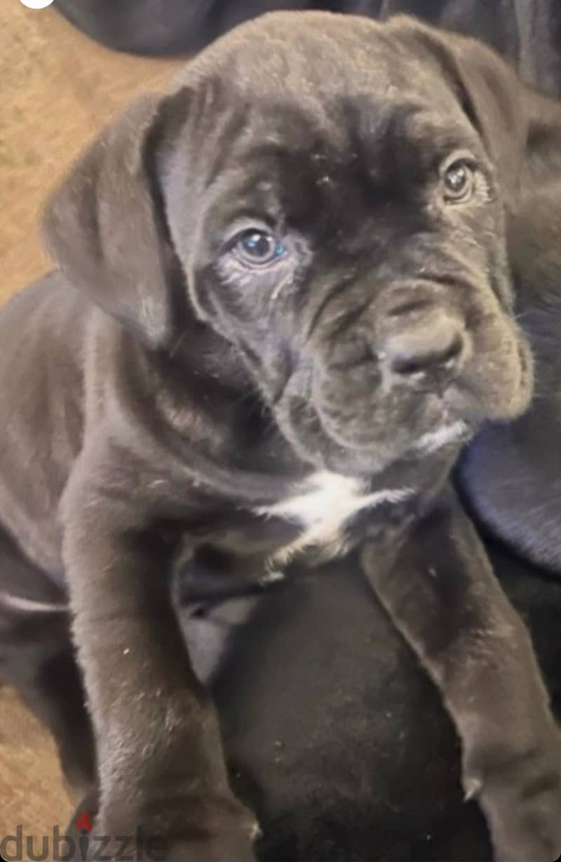 Cane corso 1