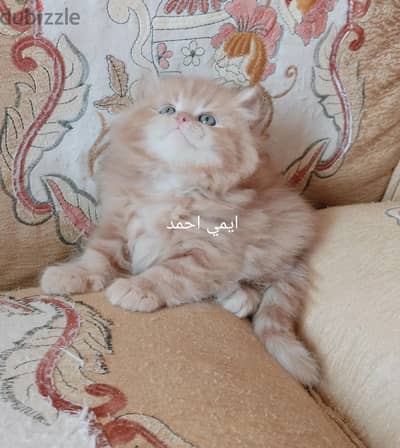 دبدوب هاف بيكي ماشاء الله