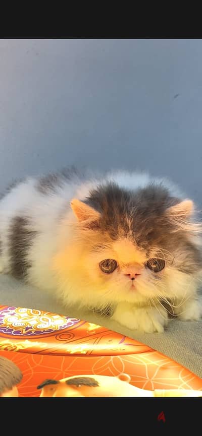 Persian cat