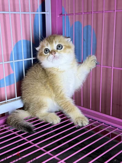 Scottish fold female أنثى سكوتش فولد جولد