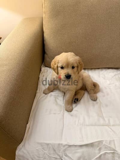 طنطا  ويوجد شحن  اي مكان   01028053835