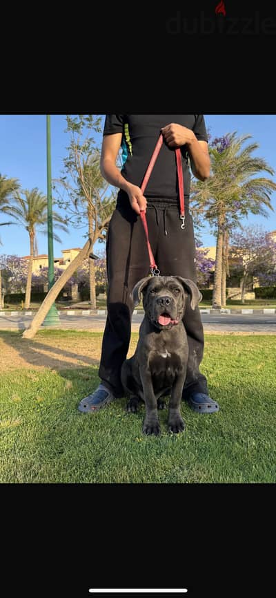 Cane corso
