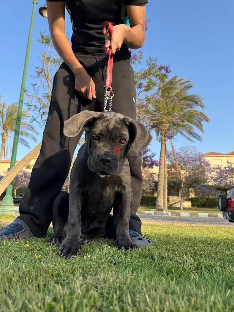 Cane corso 1