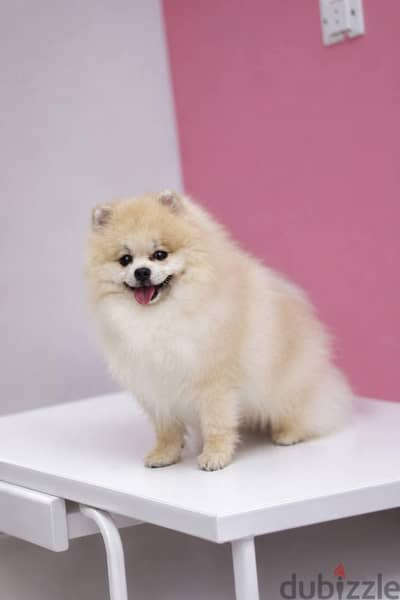male pomeranian ولد بومرينيان