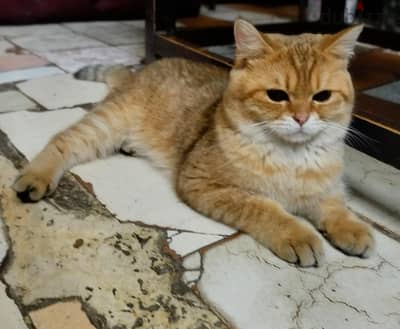 for sell premium kind of cat's British shorthair