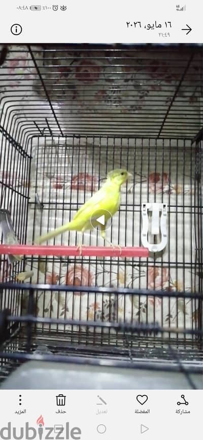 نتايه كناري بشوشه اطوال