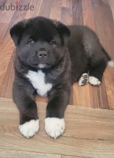 American akita امريكن اكيتا