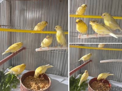 Canary birds