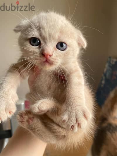 Scottish fold kittens - cats