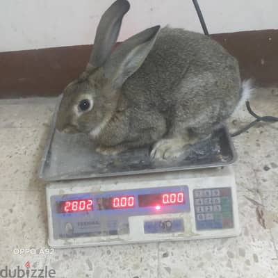 اسيوط