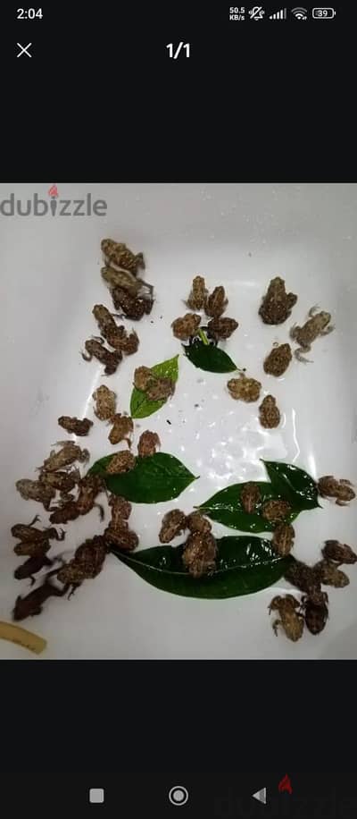 ضفادع احجام للبيع