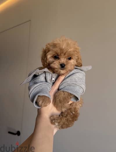Maltipoo - toy poodle مالتي بو - توي بودل