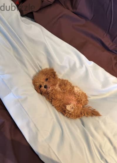 Toy poodle / maltipoo توي بودل / مالتي بو