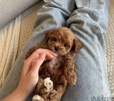 Maltipoo - toy poodle مالتي بو - توي بودل