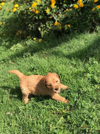 Golden Retriever puppies