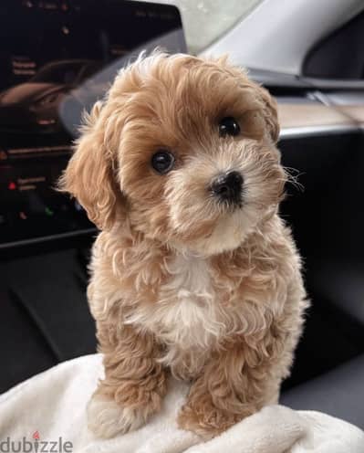 Maltipoo - toy poodle مالتي بو - توي بودل