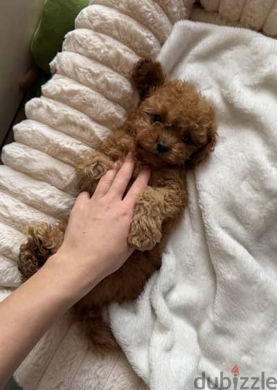 Toy poodle - maltipoo توي بودل - مالتي بو