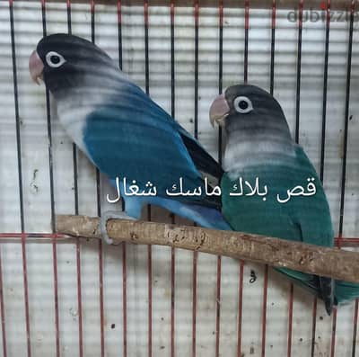 فيشر اوبلين واسبلت اوبلين وبلاك ماسك