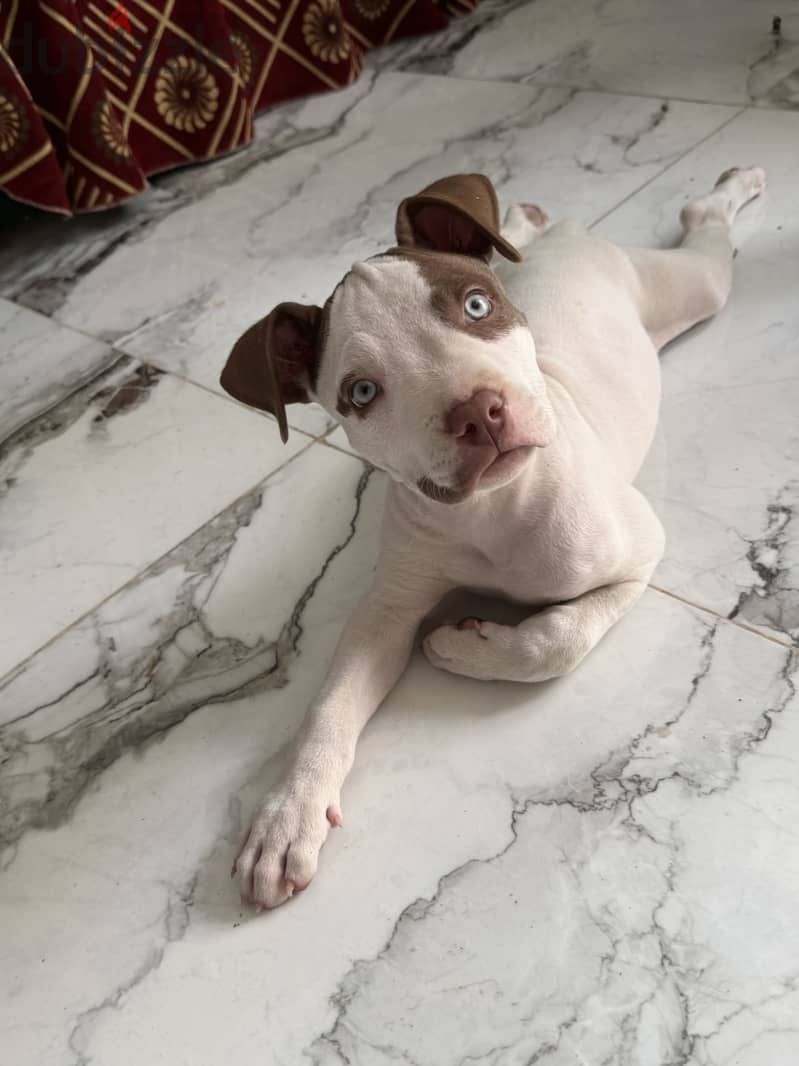 Pitbull 1