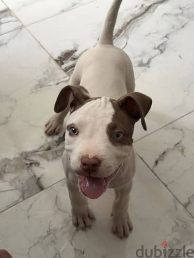 Pitbull