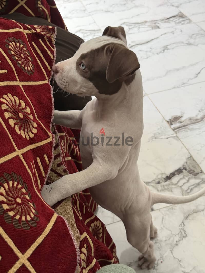 Pitbull 2