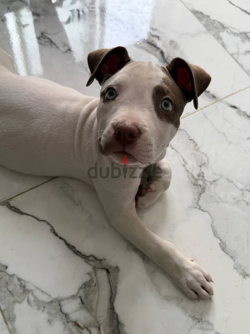 Pitbull 3