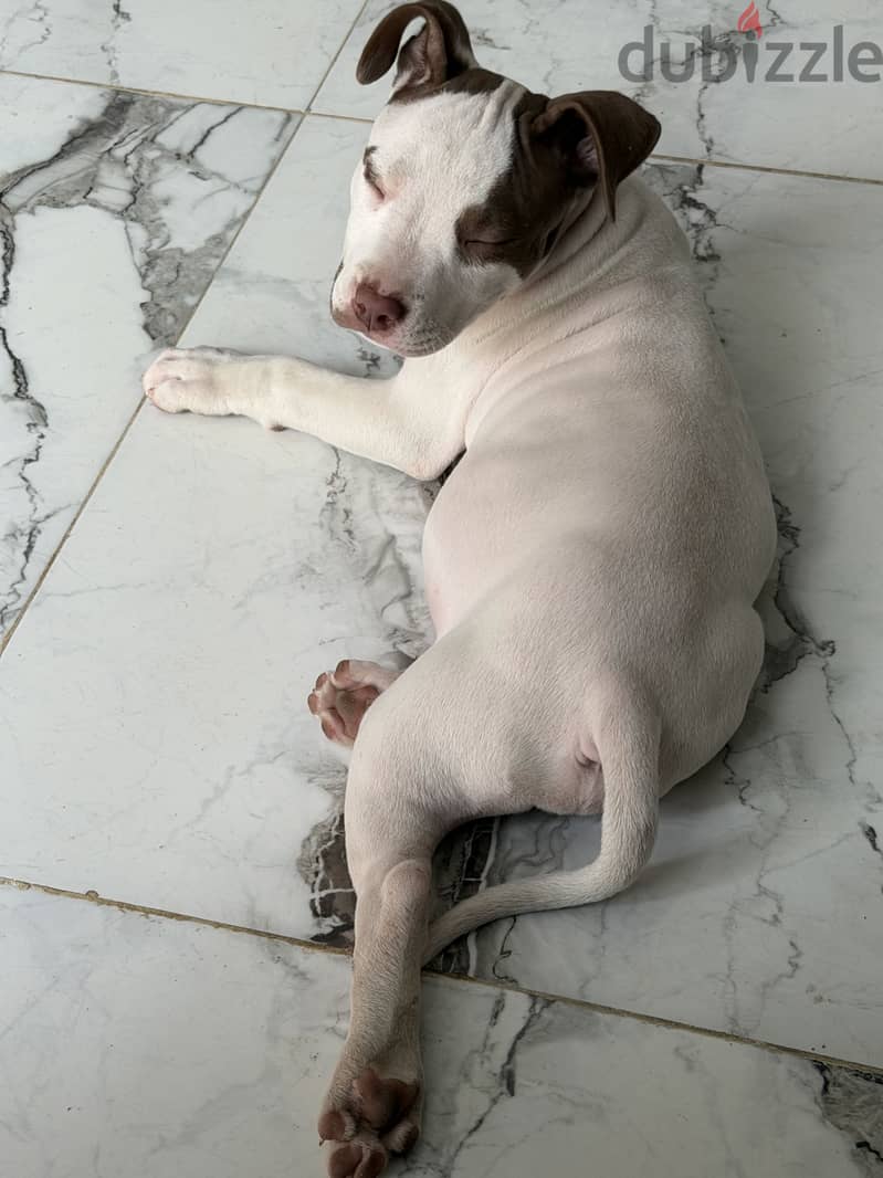 Pitbull 5