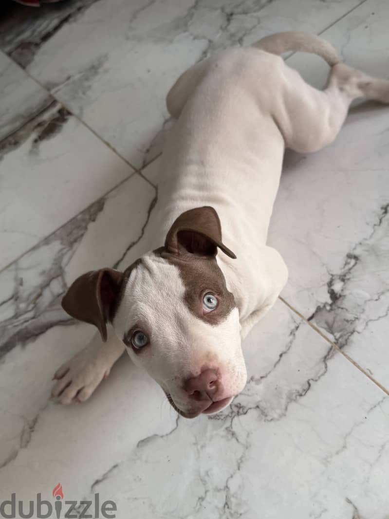 Pitbull 7