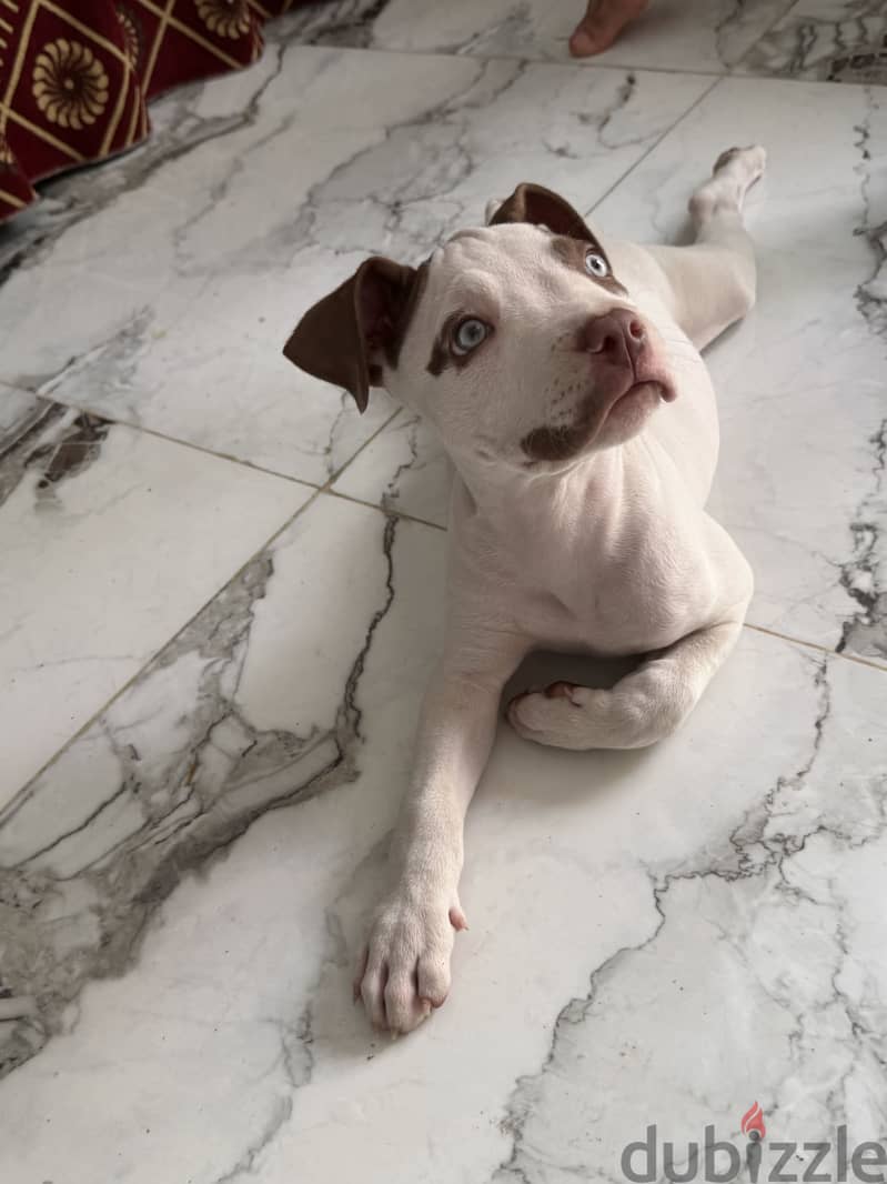 Pitbull 8
