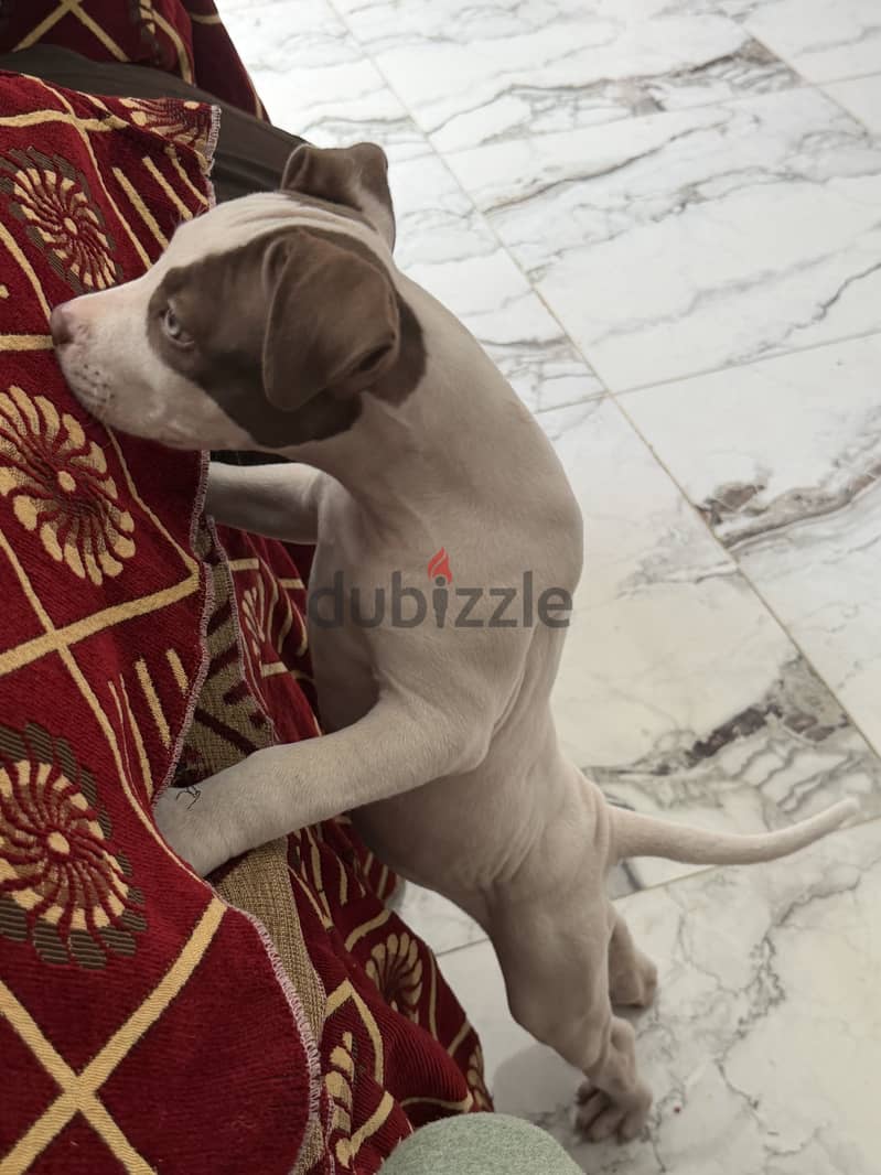 Pitbull 9