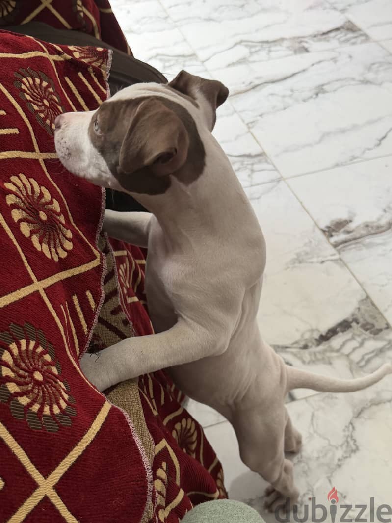 Pitbull 10