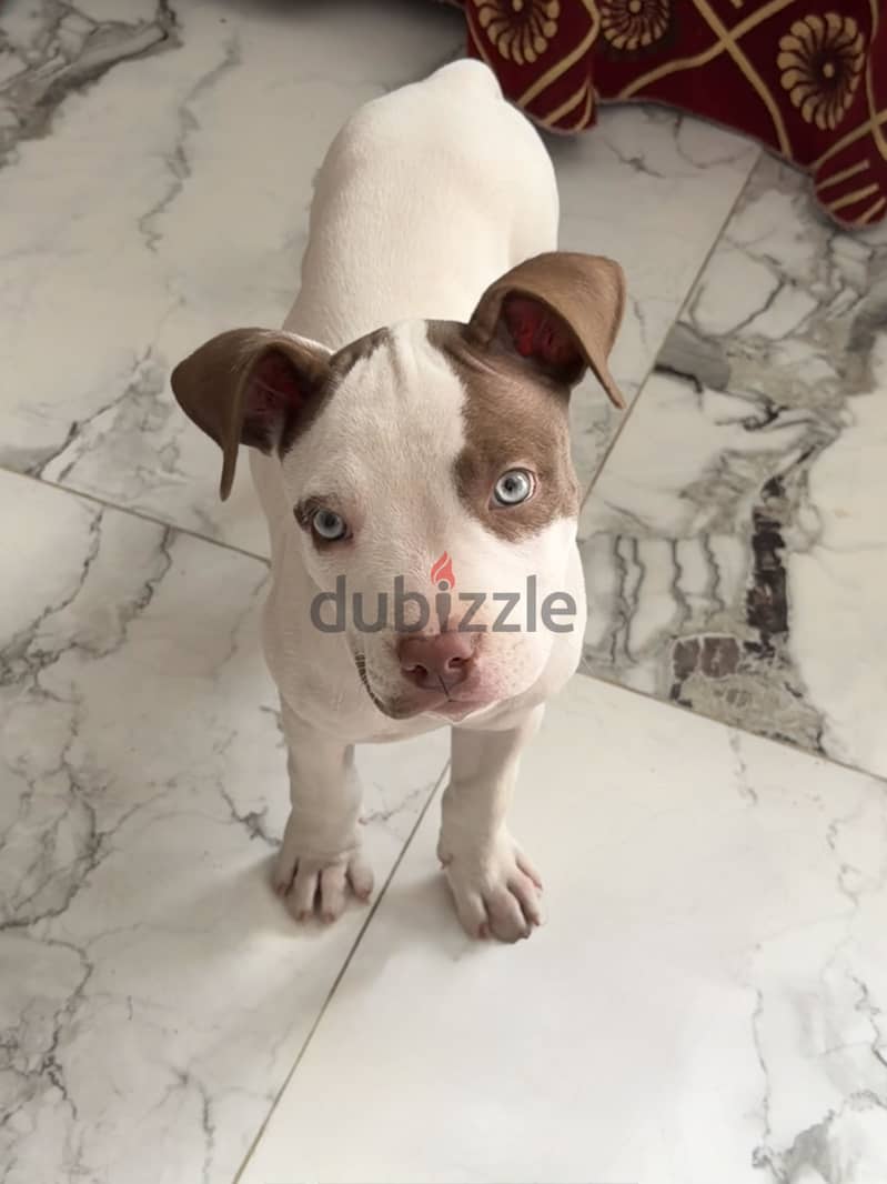 Pitbull 11