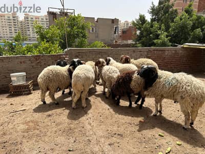 خرفان برقي تربيه بيتي